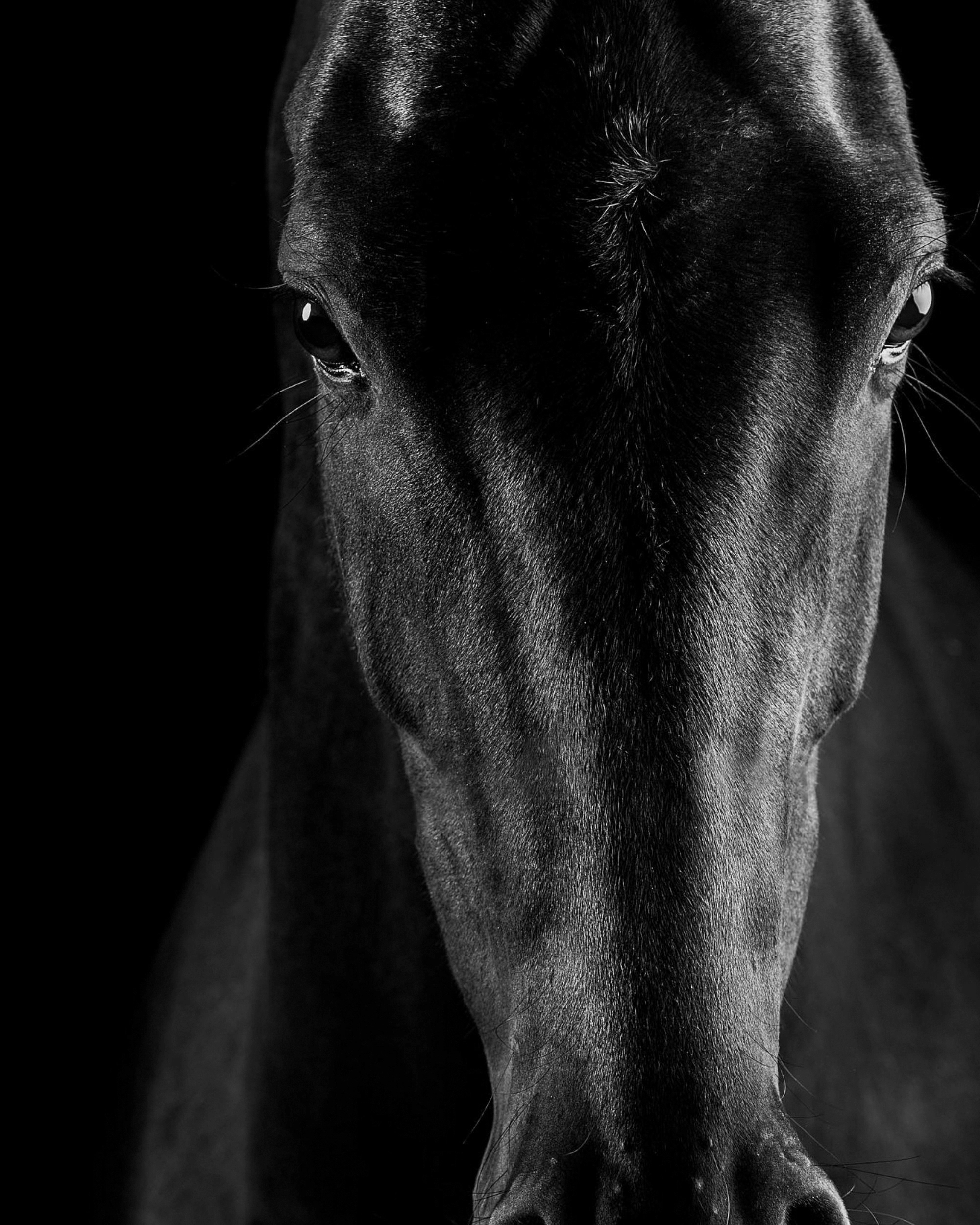 Sir George Sir George, Reitgenerator, Dein idividueller Helfer in allen Reitbelangen, schwarzes Pferd Portrait